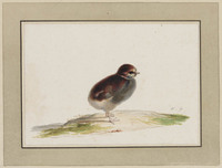 TvB T 087
<br/>
Kuiken
<br/>
<em>Holsteyn, Pieter II (1614-1673)</em>